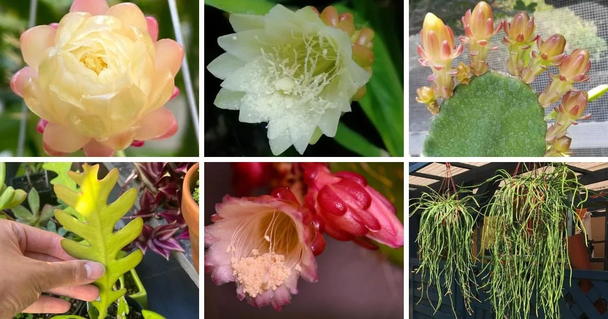 5 Most Popular Types Of Weberocereus Pictorial Guide
