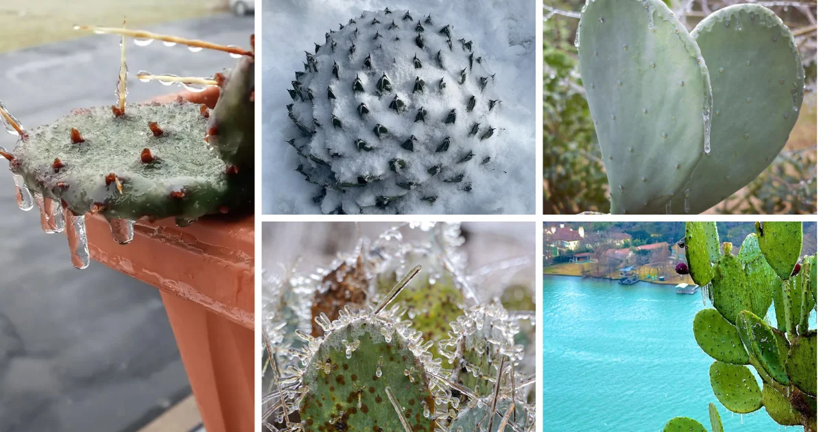 Can Cacti Recover From Freeze? A Comprehensive Guide To Reviving Frozen Cacti And Succulents