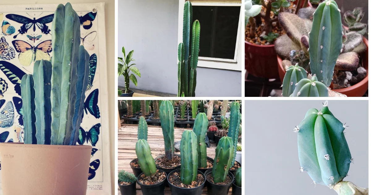 The Fascinating World Of The Blue Candle Cactus