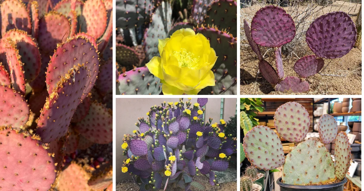 The Ultimate Guide To Caring For The Santa Rita Prickly Pear Cactus