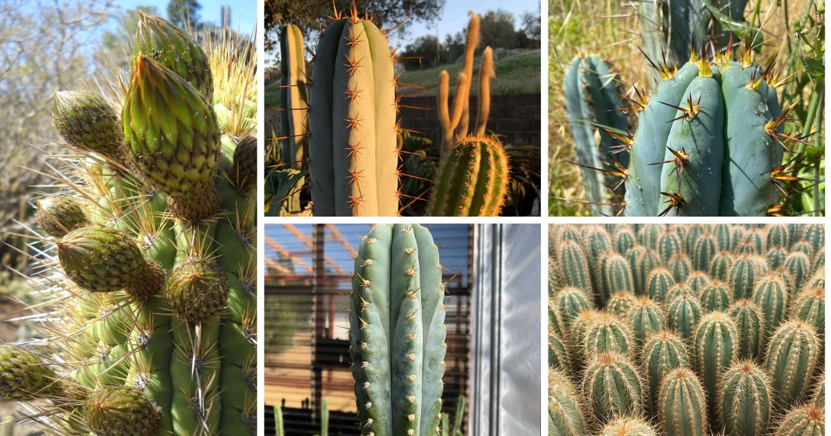 The Ultimate Guide To Columnar Cacti: Everything You Need To Know