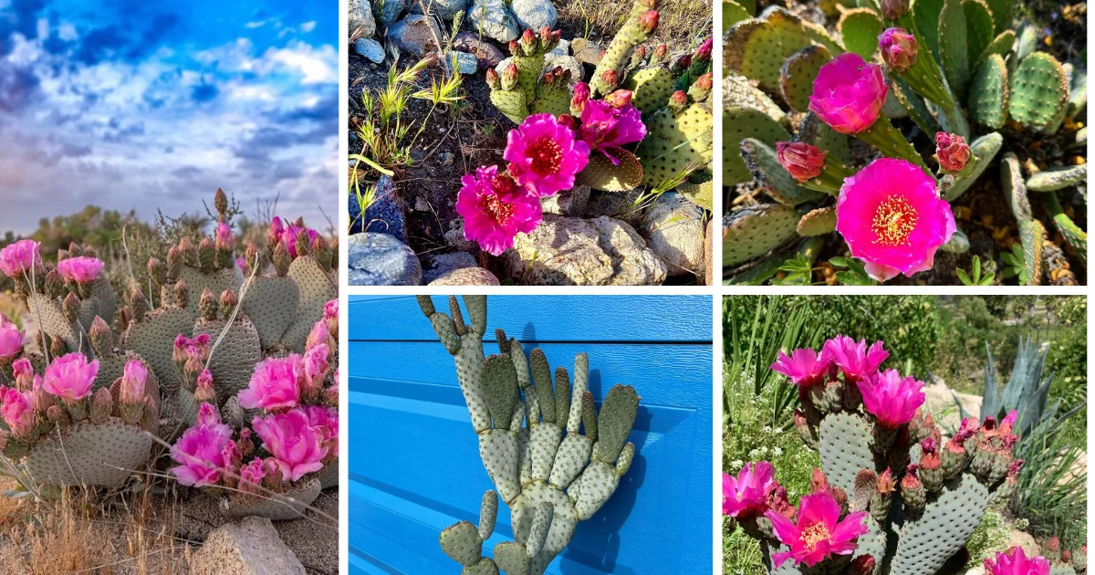 Beavertail Cactus