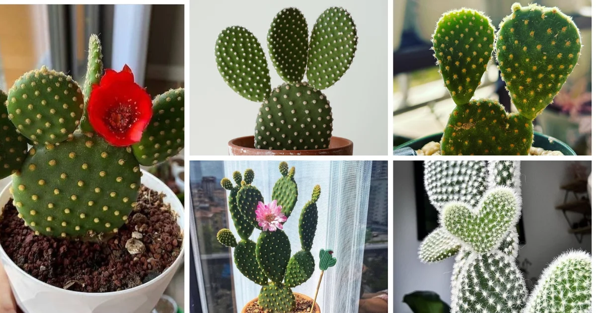 Bunny Ears Cactus: A Unique Addition To Your Plant Collection