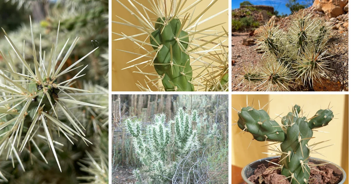 Hudson Pear Cactus