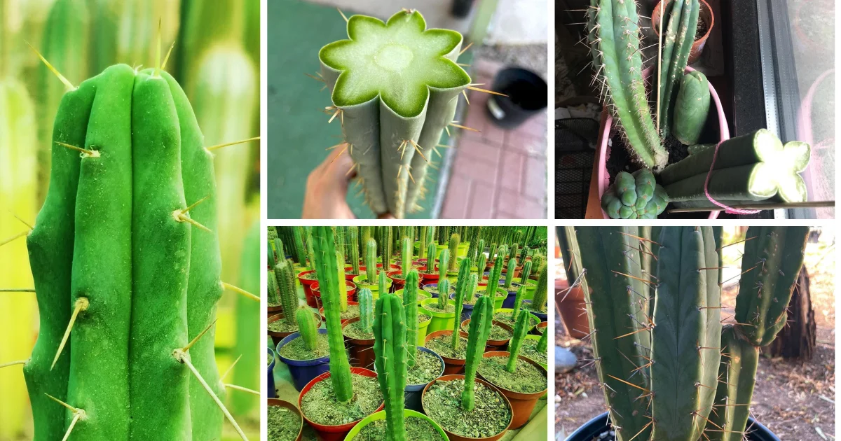The Comprehensive Guide To Bolivian Torch Cactus
