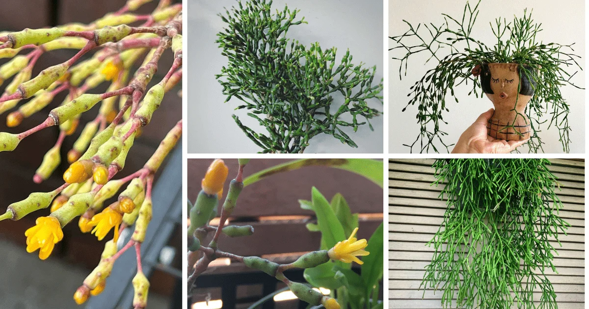 The Comprehensive Guide To Dancing Bones Cactus Care