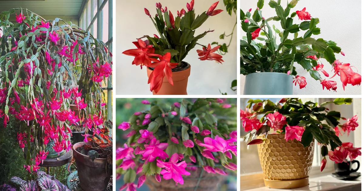 Unraveling The Mysteries: Christmas Cactus Vs. Thanksgiving Cactus