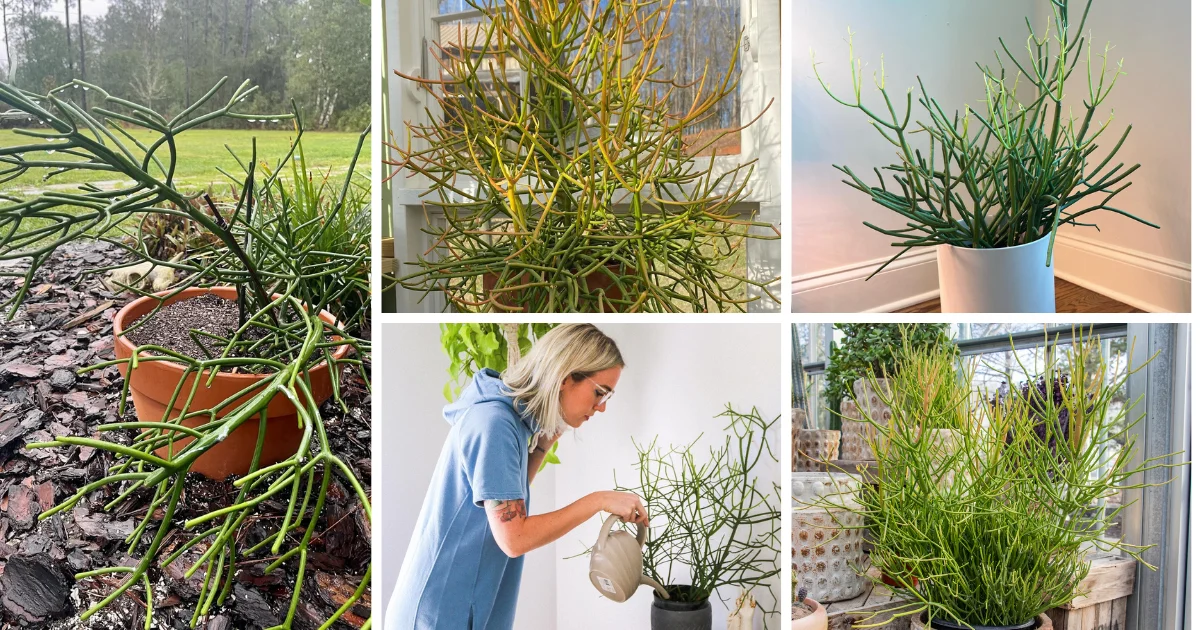 The Ultimate Guide to Pencil Cactus: A Staple in Modern Gardening